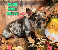 Sammy Male AKC French Bulldog $1150