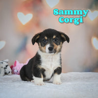 Sammy Male Corgi $625