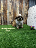 Rambo Male Shihpoo $325