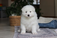 Samoyed