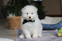 Samoyed