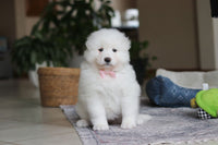 Samoyed