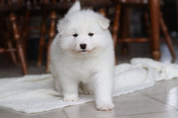 Samoyed