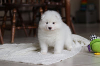 Samoyed