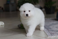  Samoyed