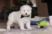 Samoyed