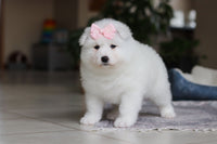 Samoyed