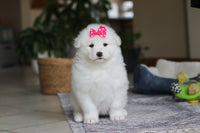 Samoyed