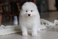 Samoyed