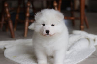 Samoyed
