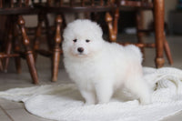 Samoyed