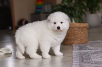  Samoyed