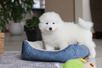 Samoyed