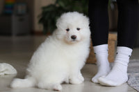 Samoyed