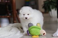 Samoyed