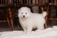 Samoyed