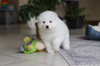  Samoyed