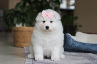  Samoyed