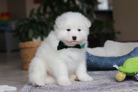 Samoyed