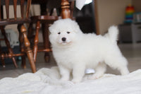 Samoyed