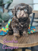 Cavapoo