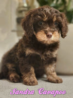  Cavapoo