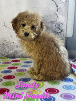 Sandy Female ICA Mini Poodle $545