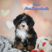 Sara Female Mini Bernedoodle $1600