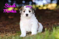 Sarah Female Morkie $1195