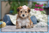Sarah Female Morkie $1600