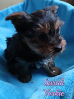 Sarah Female Yorkshire Terrier $650