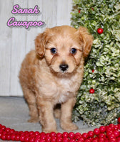 Cavapoo