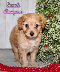 Cavapoo