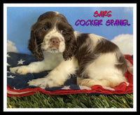 Cocker Spaniel