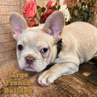 Sarge Male AKC French Bulldog $1150