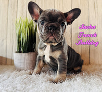 Sasha Female AKC French Bulldog $1950