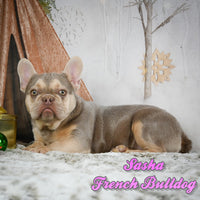  French Bulldog 