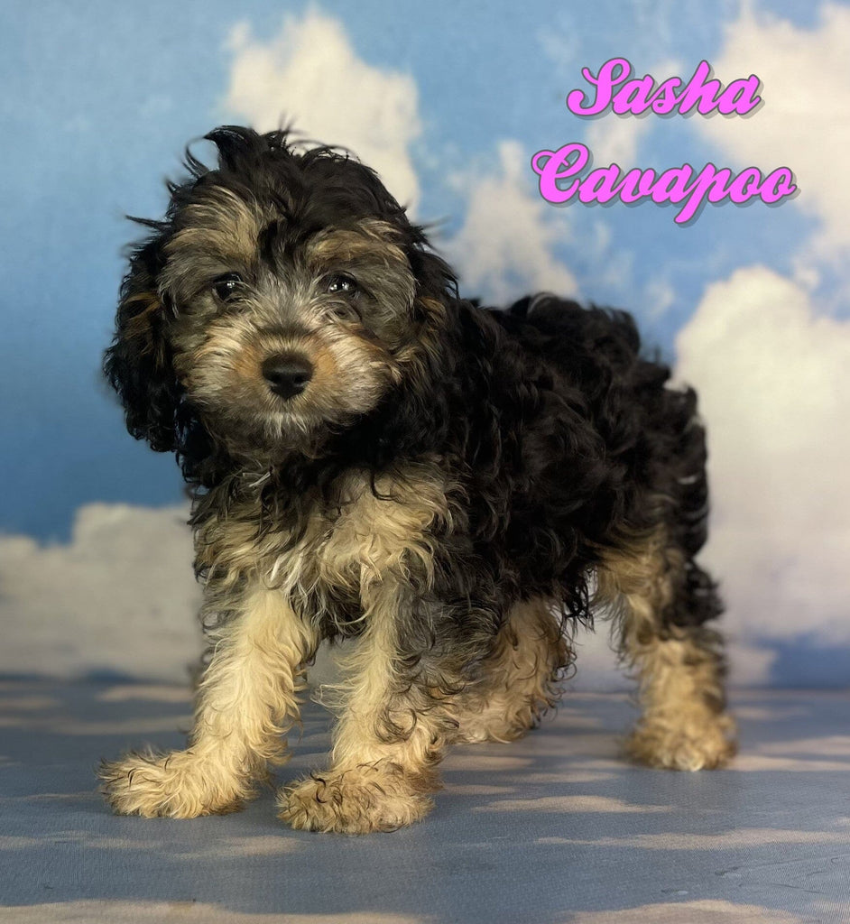 Female Cavapoo Grey Cavapoo Puppies for Sale | spoiled pets rus