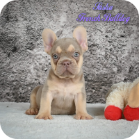 French Bulldog