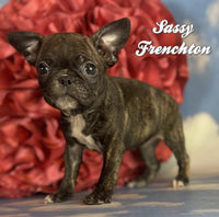 Sassy Female ICA Frenchton $1100