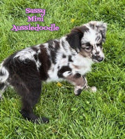 Sassy Female Mini Aussiedoodle $500