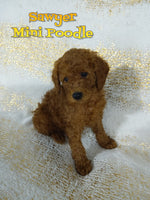 Sawyer Male AKC Mini Poodle $795