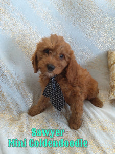Mini Goldendoodle