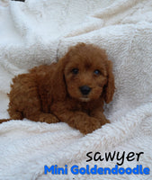 Sawyer Male F1B Mini Goldendoodle $750