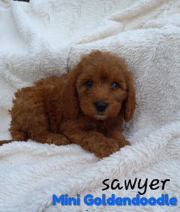 Mini Goldendoodle