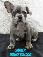 Sawyer Male AKC French Bulldog $1500