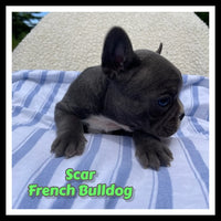 Scar Male AKC French Bulldog $1850