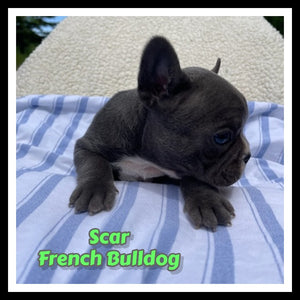 French Bulldog
