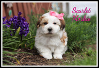 Scarlet Female Morkie $1600