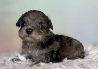 Schnoodle